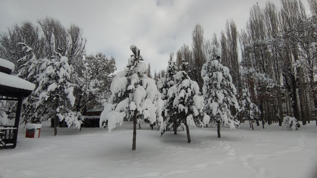 Van'da karla gelen güzellik: Ağaçlar kartpostallık manzaralar oluşturdu