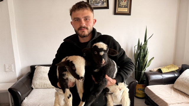 Samsun'da biri ayağı kırık iki kuzusunu evinde özenle bakıyor