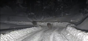 Kardan kapanan yolda çalışma yapan ekipler, 4 ayıyla karşılaştı