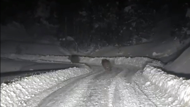 Kardan kapanan yolda çalışma yapan ekipler, 4 ayıyla karşılaştı