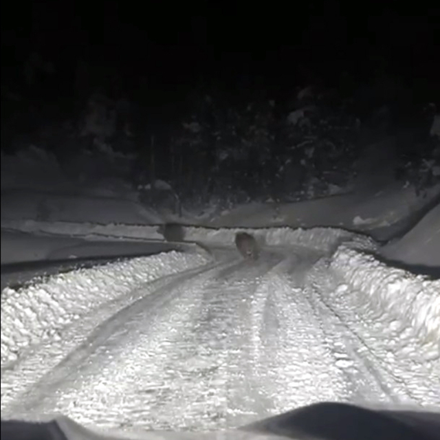 Kardan kapanan yolda çalışma yapan ekipler, 4 ayıyla karşılaştı