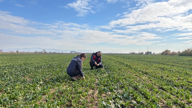 Salihli'de kışlık sebzelerde hastalık ve zararlılara karşı kontroller sürüyor