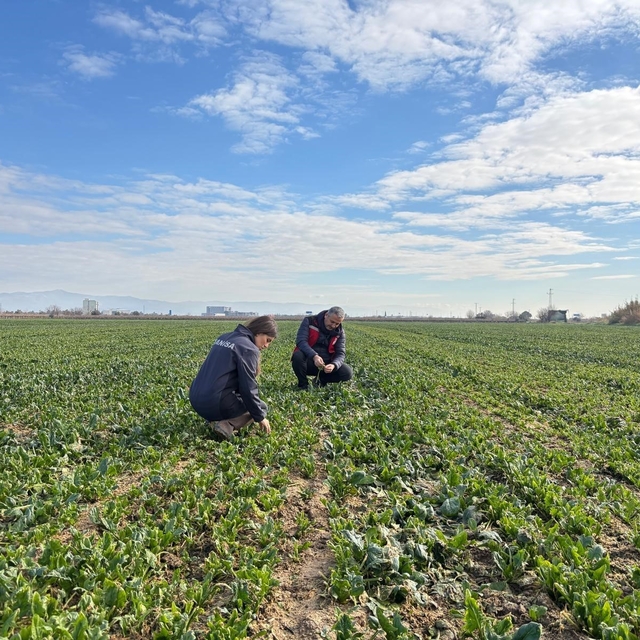 Salihli'de kışlık sebzelerde hastalık ve zararlılara karşı kontroller sürüy...