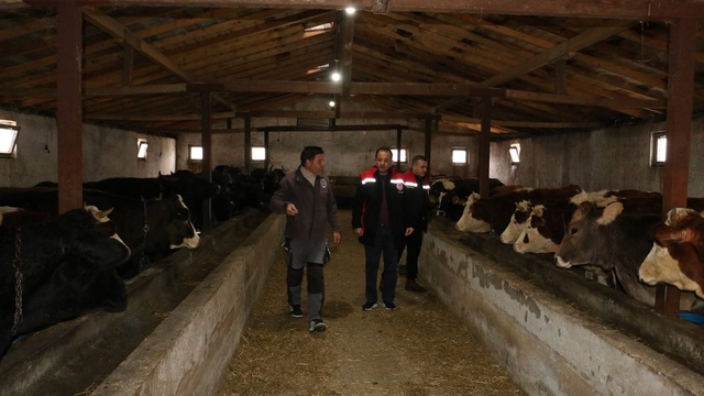 Erzincan'da manda yetiştiriciliği için araştırmalar sürüyor