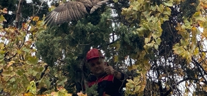 Ağaçta mahsur kalan şahini itfaiye kurtardı