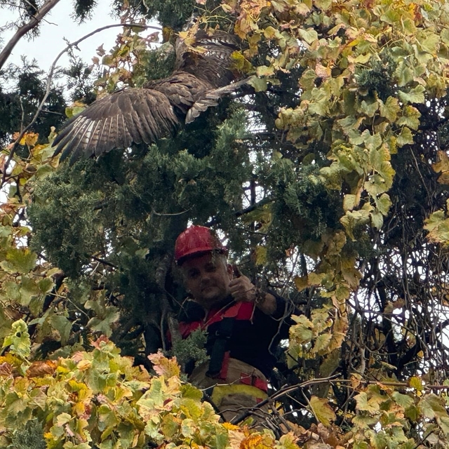 Ağaçta mahsur kalan şahini itfaiye kurtardı