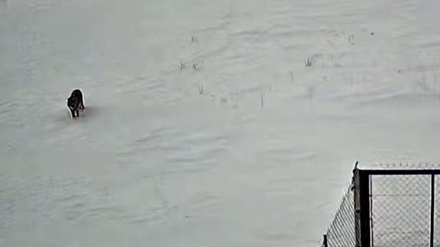 Tatvan'da kurt görüntülendi