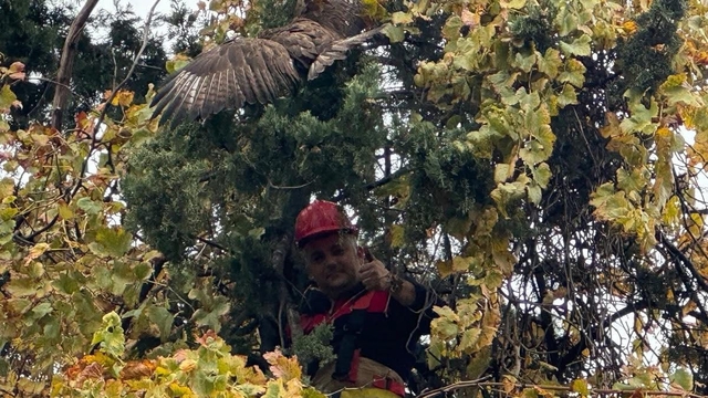 Hatay'da ağaca takılan kızıl şahini itfaiye kurtardı