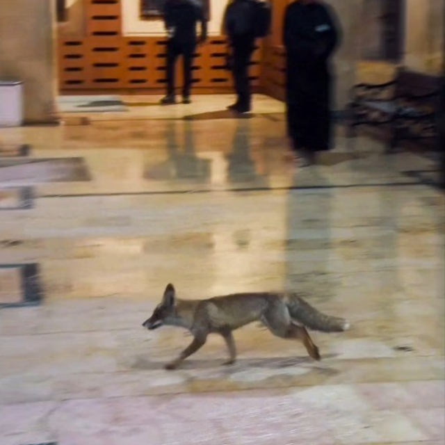 Balıklıgöl'e sürpriz ziyaretçi
Karda aç kalan tilki Balıklıgöl'e indi