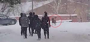 Okul bahçesine giren kurt köpeği öğrencilere saldırdı; 3 yaralı