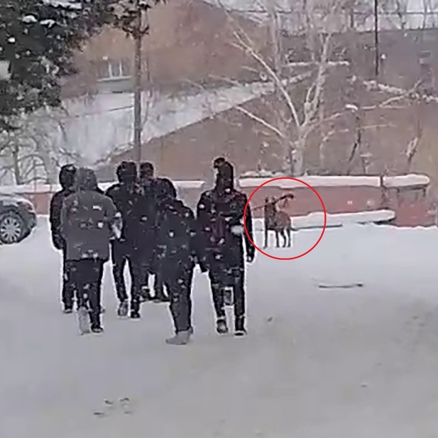 Okul bahçesine giren kurt köpeği öğrencilere saldırdı; 3 yaralı