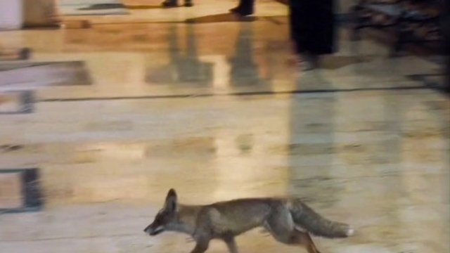 Balıklıgöl'e sürpriz ziyaretçi
Karda aç kalan tilki Balıklıgöl'e indi