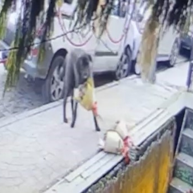 Kokina hırsızı sevimli köpek kameraya yakalandı
Sokak köpeği teslimat için...