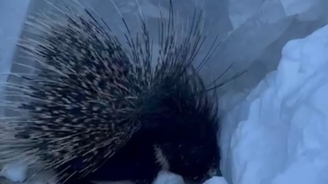 Yüksekova'da Hint oklu kirpi görüntülendi