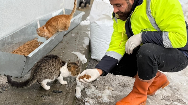 Karabük Belediyesinden sahipsiz hayvanlara mama desteği