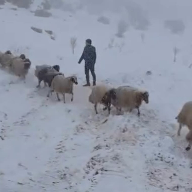 Karda mahsur kalan çoban ve 800 küçükbaş hayvan kurtarıldı