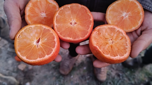 Narenciye üretiminin yüzde 40'ını karşılayan Adana'da ürünü don vurdu