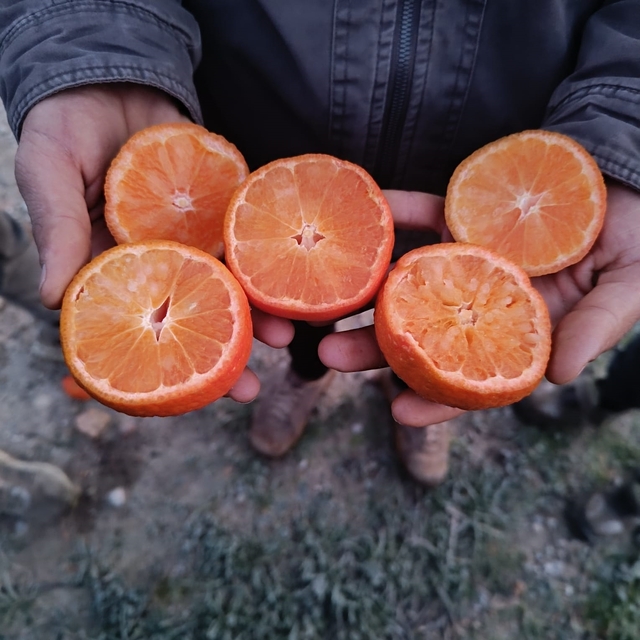 Narenciye üretiminin yüzde 40'ını karşılayan Adana'da ürünü don vurdu