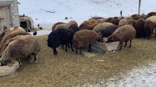 Ağrı'da besicilerin zorlu kış mesaisi
