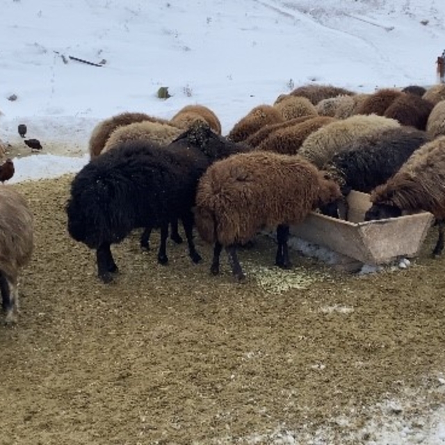 Ağrı'da besicilerin zorlu kış mesaisi