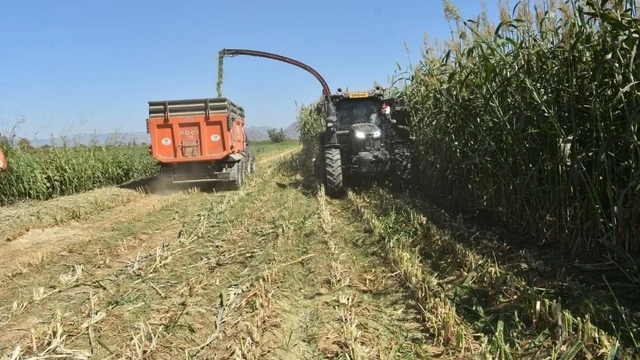Aydın'da kaba yem üretimi artıyor
Bir yılda meralara 13,5 milyon TL'lik yatırım