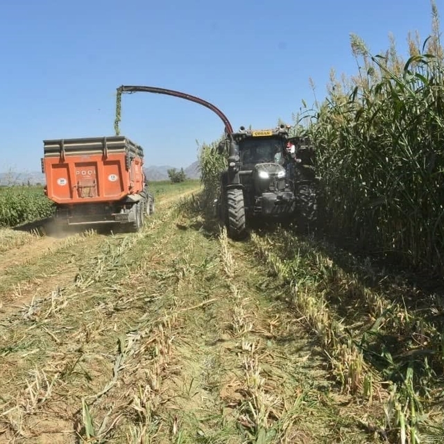 Aydın'da kaba yem üretimi artıyor
Bir yılda meralara 13,5 milyon TL'lik yat...