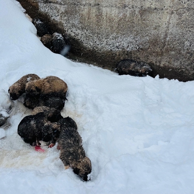 Şırnak'ta 12 köpek yavrusu donmak üzereyken kurtarıldı