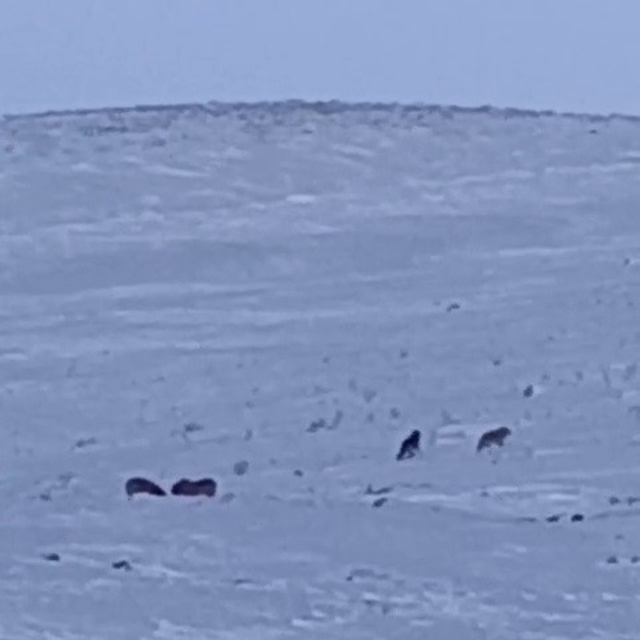 Karayazı'da gündüz vakti kurt saldırısı: Yavru köpek telef oldu