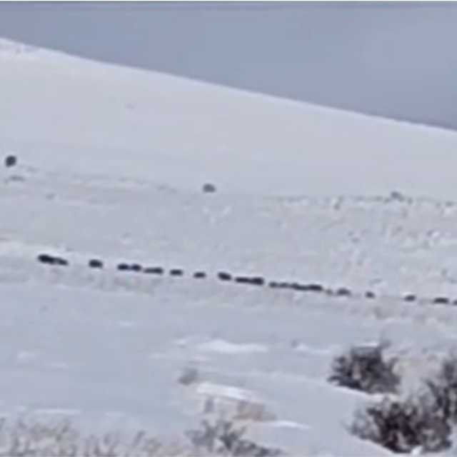 Tatvan kırsalında domuz sürüsü görüntülendi