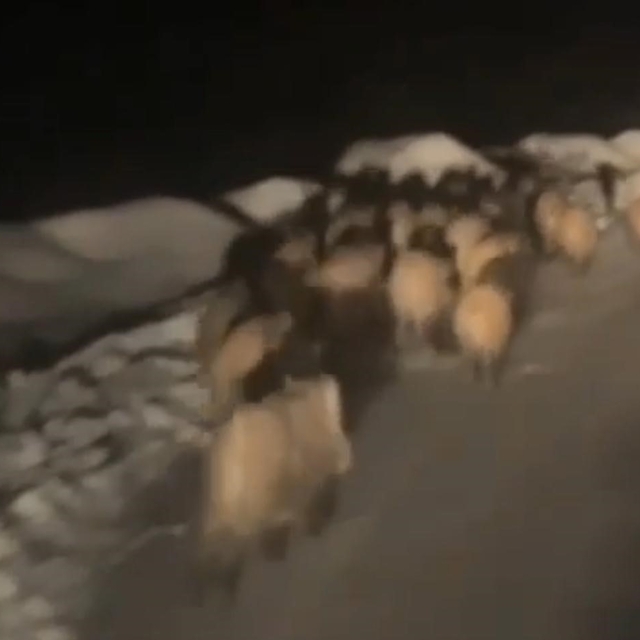 Domuz sürüsü köye indi