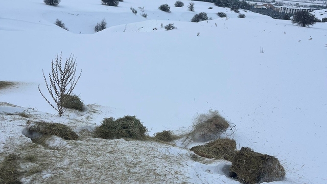 SCÜ, Yabani hayvanlar için doğaya yem bıraktı
