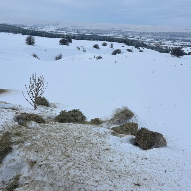 SCÜ, Yabani hayvanlar için doğaya yem bıraktı