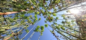 Samsun'da kenevir üretimi için son tarih uyarısı: Başvurular 1 Nisan'da bit...