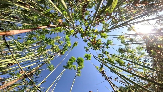 Samsun'da kenevir üretimi için son tarih uyarısı: Başvurular 1 Nisan'da bitiyor