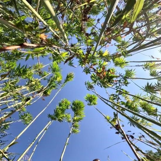 Samsun'da kenevir üretimi için son tarih uyarısı: Başvurular 1 Nisan'da bit...
