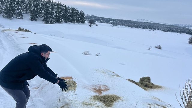 Sivas'ta yaban hayvanlar için doğaya yem bıraktı