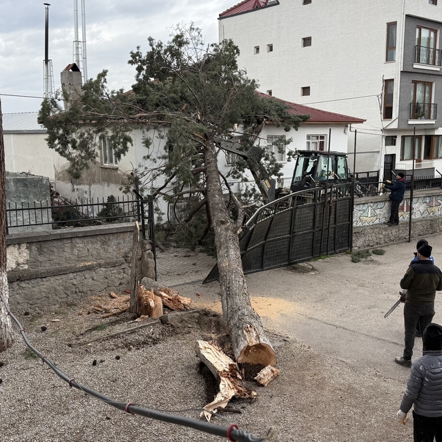 İznik'te okulların tatil olması faciayı önledi..Dev ağaç okul bahçesine dev...