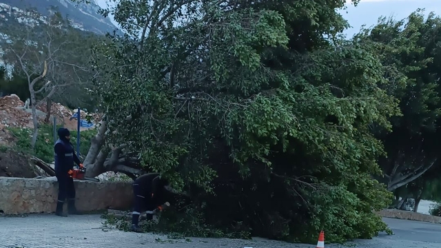 Kaş'ta fırtınada bazı ağaçlar kökünden söküldü, elektrik direkleri devrildi