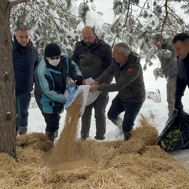 Çankırı'da yaban hayvanları için karlı kaplı alanlara yem bırakıldı