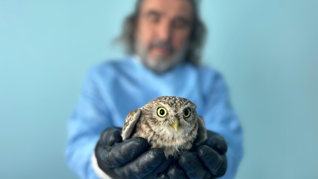 Van'da bitkin düşen yaban hayvanlarına şefkat eli
Van YYÜ'de yaban hayvanları yeniden doğaya hazırlanıyor