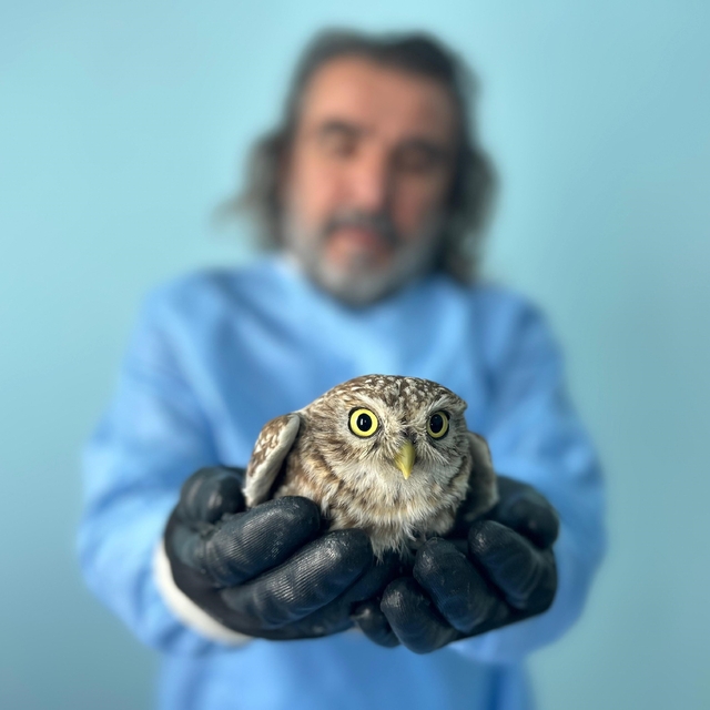 Van'da bitkin düşen yaban hayvanlarına şefkat eli
Van YYÜ'de yaban hayvanla...