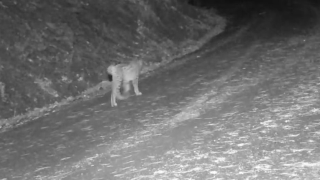 Çankırı'da yaban hayvanlarının karla kaplı doğadaki yaşamı kamerada