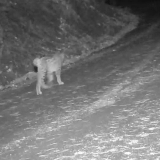 Çankırı'da yaban hayvanlarının karla kaplı doğadaki yaşamı kamerada