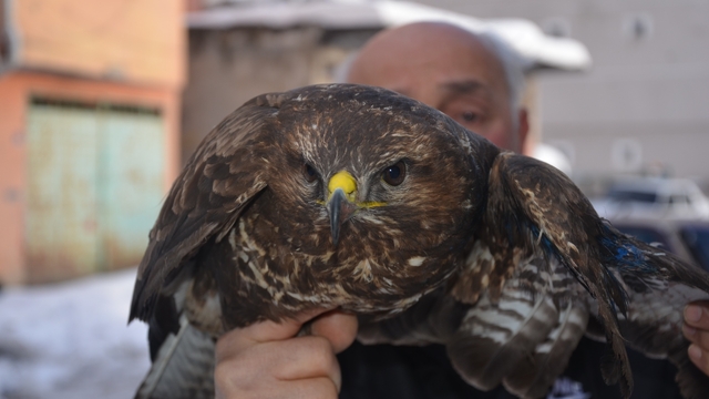Ordu'da yaralı kızıl şahin tedavi altına alındı