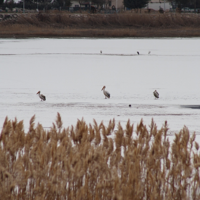Pelikanlar, kıyıları buzla kaplanan gölde görüntülendi, kuş severler kıyıya...