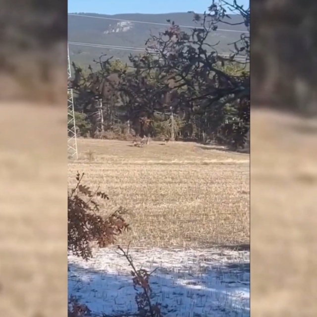 Sinop'ta yaban hayatı objektiflere yansıdı