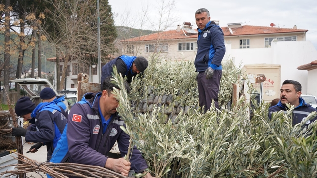 Muğla'da üreticilere zeytin ve ceviz fidanı desteği