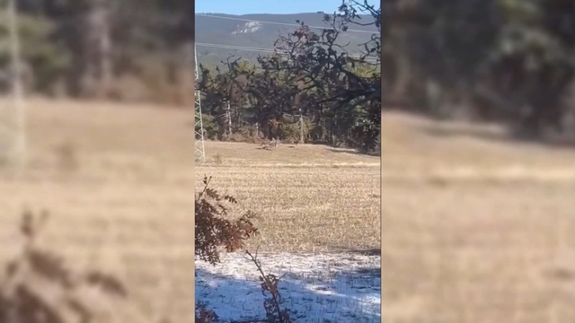 Sinop'ta yaban hayatı objektiflere yansıdı