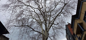 Samsun'un koruma altındaki 11 çınarından biri 160 yıldır dimdik ayakta