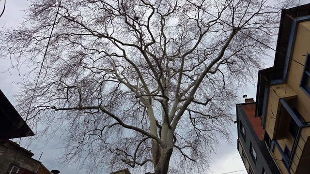 Samsun'un koruma altındaki 11 çınarından biri 160 yıldır dimdik ayakta
